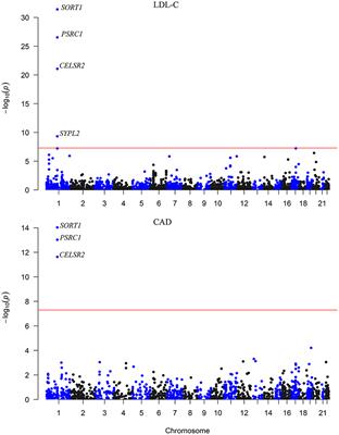 PSRC1 May Affect Coronary Artery Disease Risk by Altering CELSR2, PSRC1, and SORT1 Gene Expression and Circulating Granulin and Apolipoprotein B Protein Levels